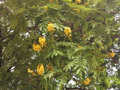 Cenostigma pluviosum peltophoroides