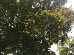 Cenostigma pluviosum peltophoroides