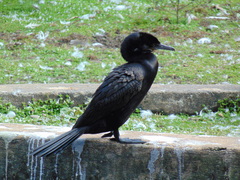 Nannopterum brasilianum