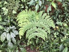 Dryopteris paleolata