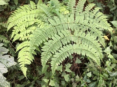 Dryopteris paleolata