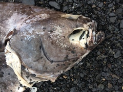 Hippoglossus stenolepis