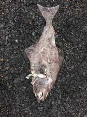 Hippoglossus stenolepis