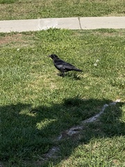 Corvus brachyrhynchos