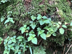 Sarcopyramis napalensis delicata