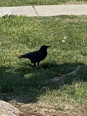 Corvus brachyrhynchos