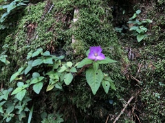 Sarcopyramis napalensis delicata