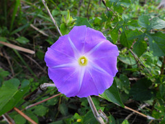 Ipomoea mitchelliae