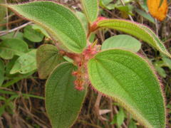 Miconia biserrata