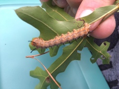 Anisota fuscosa