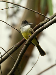 Myiarchus tuberculifer