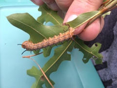 Anisota fuscosa