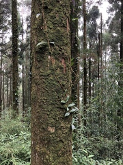 Hydrangea integrifolia