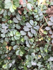 Elatostema obtusum trilobulatum