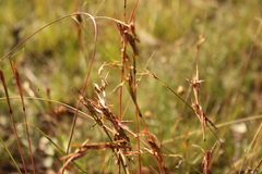 Cymbopogon refractus
