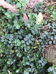 Elatostema obtusum trilobulatum