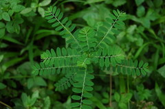 Phyllanthus niruri