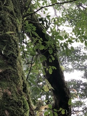 Trochodendron aralioides