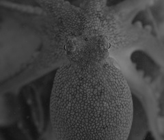 Octopus americanus