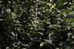 Putranjiva roxburghii