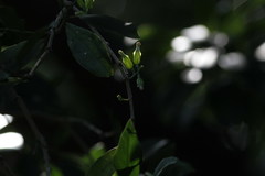 Macrosolen cochinchinensis