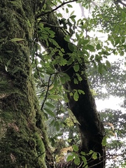 Trochodendron aralioides