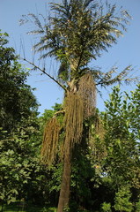 Caryota urens