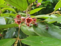 Endiandra hypotephra