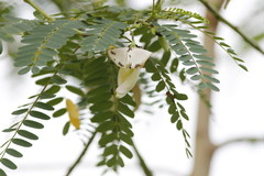 Sesbania grandiflora