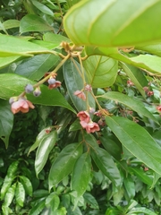 Endiandra hypotephra