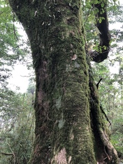 Trochodendron aralioides