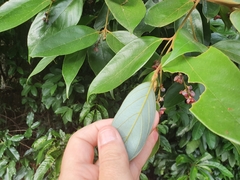 Endiandra hypotephra