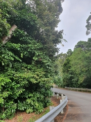 Endiandra hypotephra