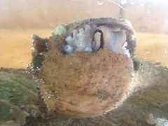 Octopus americanus