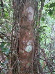 Endiandra hypotephra