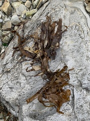 Laminaria hyperborea