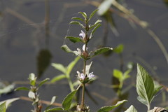 Hygrophila ringens