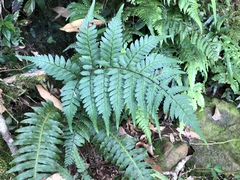 Athyrium arisanense