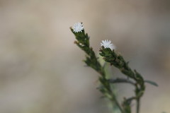 Pseudelephantopus spicatus