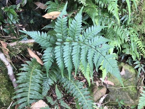 Athyrium arisanense (Athyrium arisanense)