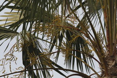 Saribus rotundifolius