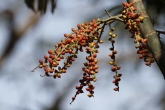 Ptychosperma macarthurii