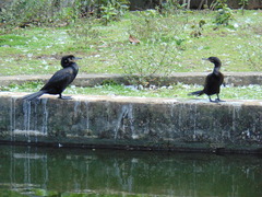 Nannopterum brasilianum