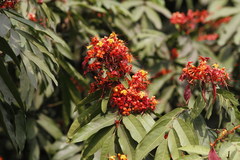 Saraca indica