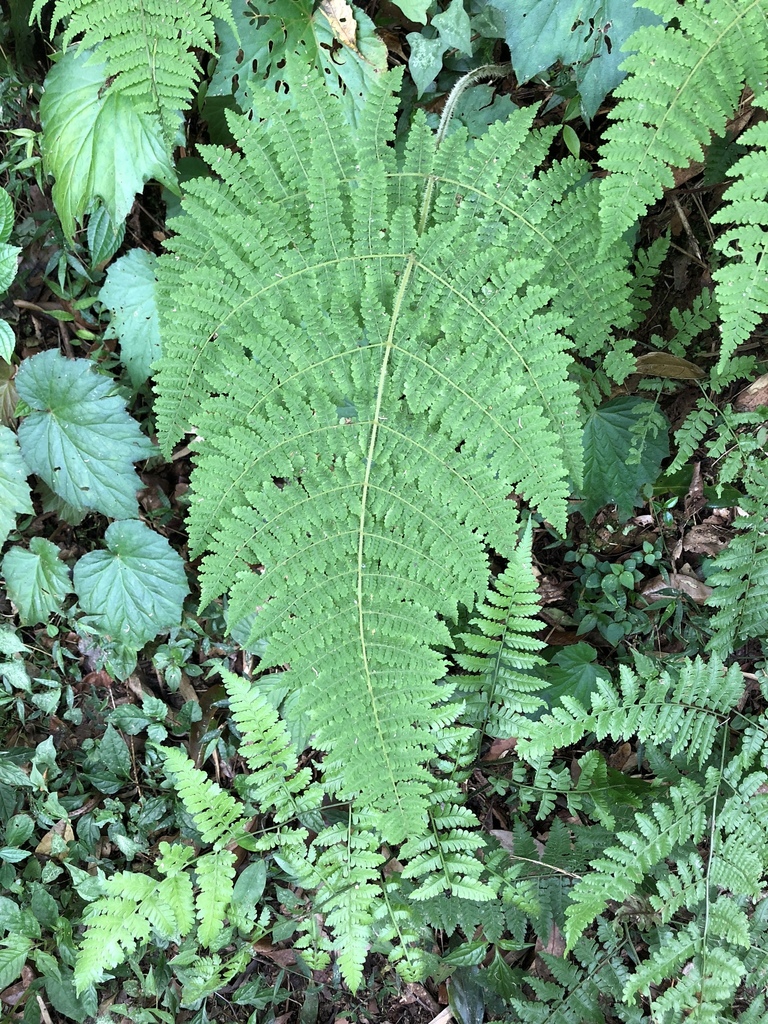 Acystopteris