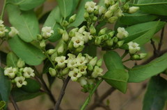 Garcinia xanthochymus