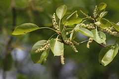 Terminalia bellirica