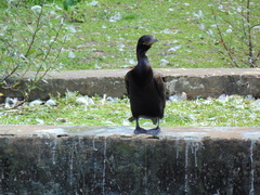 Nannopterum brasilianum