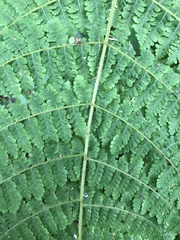 Acystopteris tenuisecta