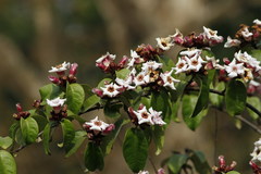 Strophanthus gratus